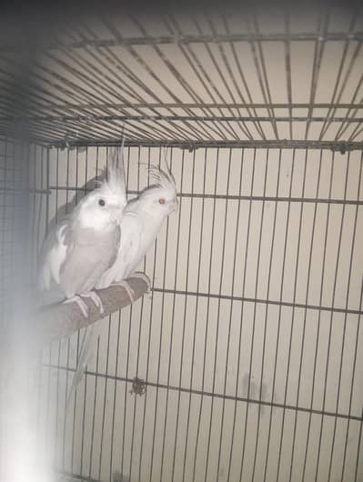 cocktail pair with cage