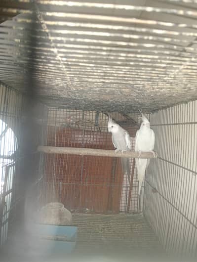cocktail pair with cage