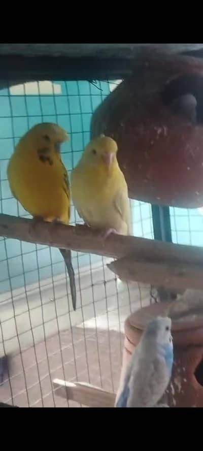 under size pair