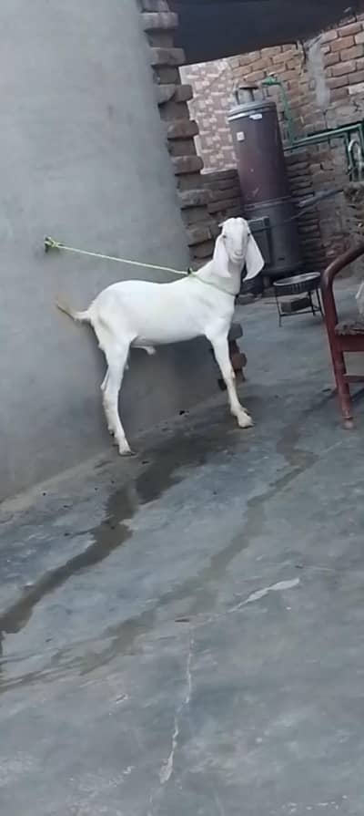 gulabi bakra