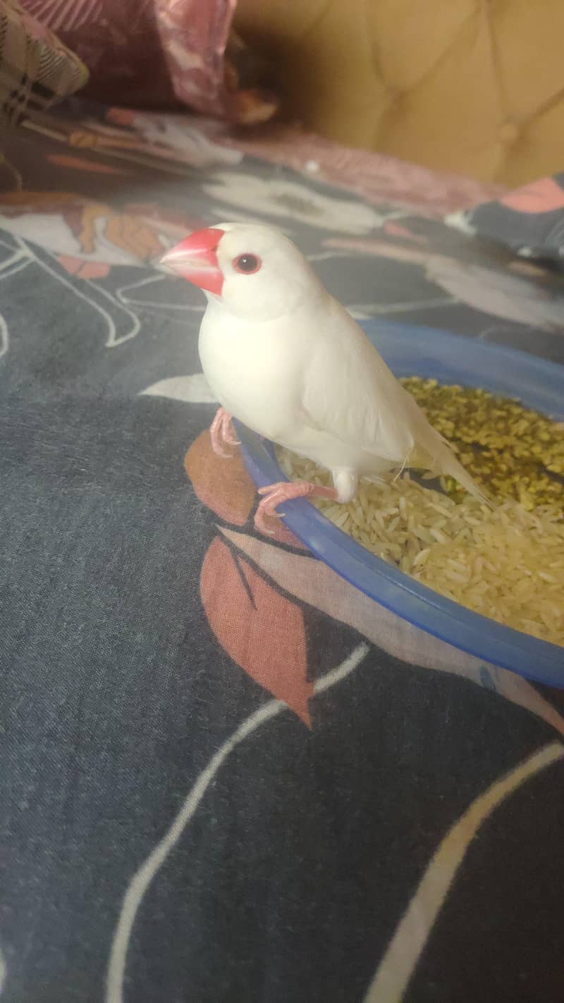 jawaa 0