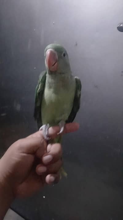 hassan birds