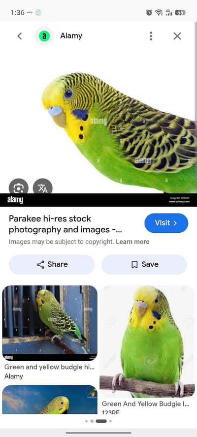australiaian budgies for sale. healthy and fertile