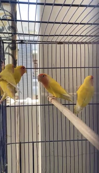 Lutino pathy pair