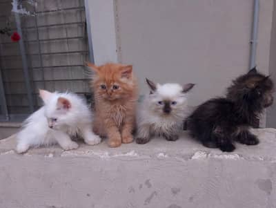 High quality  Kittens