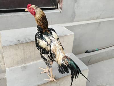 Aseeli murgha urgent for sale  03052593845