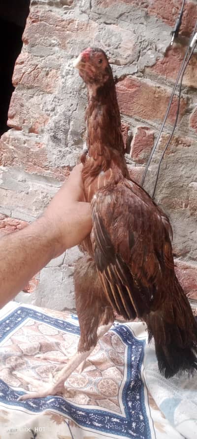 Aseel murgi or 4 bachy ha full active ha bachy or murgi old blood