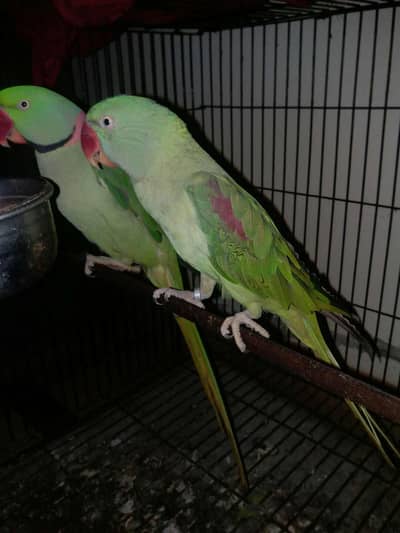 Raw Female Breeder Parrot. (Single female and pair also available)