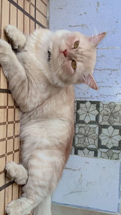 Handsome 2yr male persian loving and playful cat