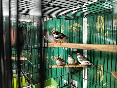 Zebra finch