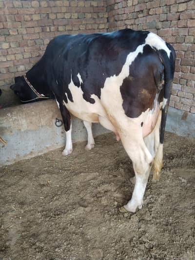first timer Friesian cow delivery mye 5 din lye gye abhi 28liter+krye