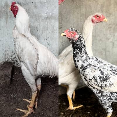 King shamo white