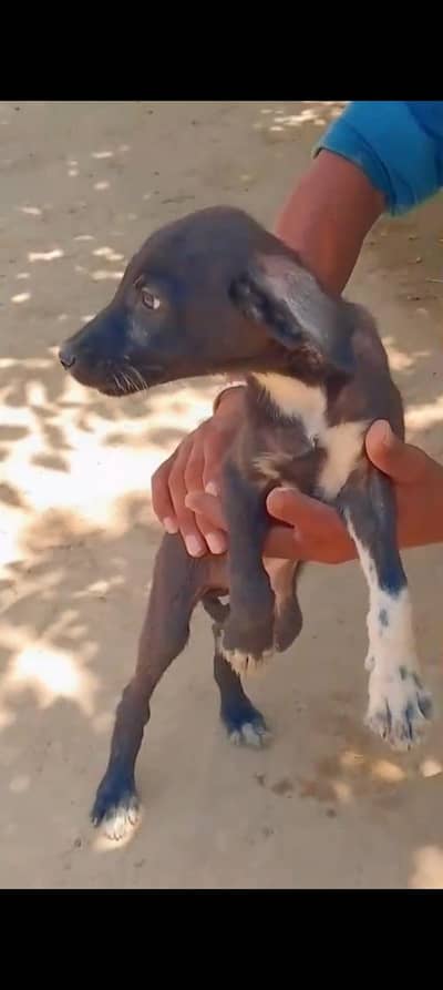bully gultair mix puppies 3 months pair _karor ada 217 layyah