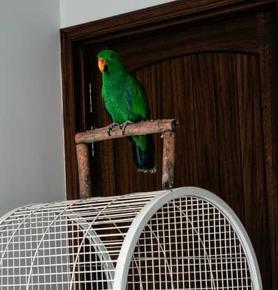 Eclectus Male Flight trained and Hand trained