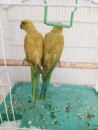 ringneck chiks