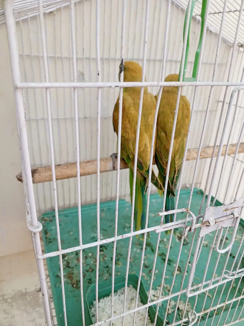 ringneck chiks — photo 2