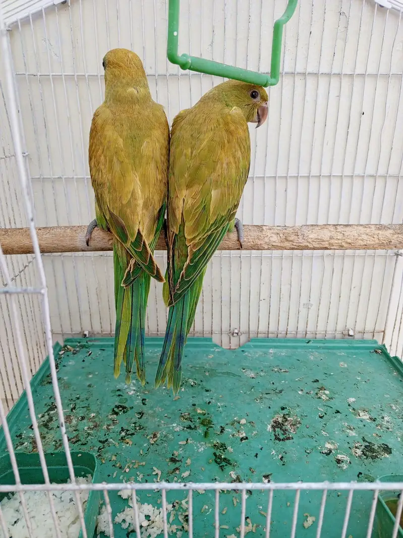 ringneck chiks — photo 3