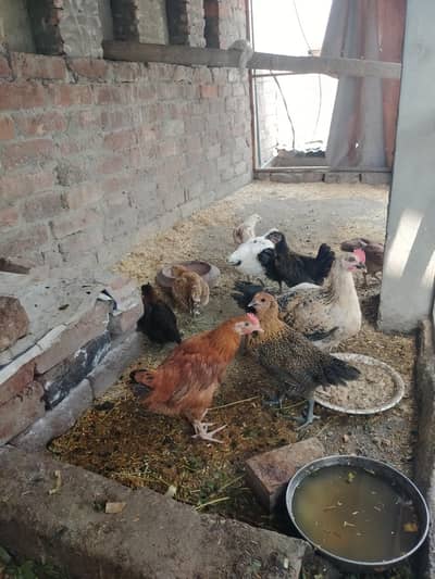 healthy and active golder misri chicks for sale