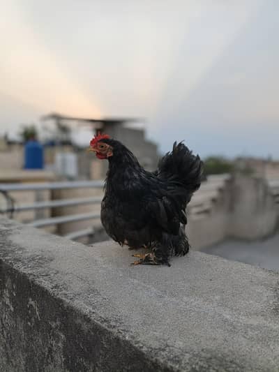Bantam 4 months old 4 pieces are available for sale