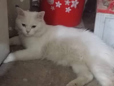 male persien cat trained vaccinated