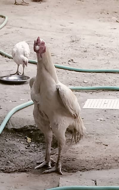 2Adad Aseel Murgh behtren qad o qamat