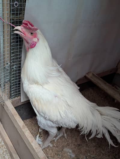 hera Aseel 7 adad 3 female or 4 male