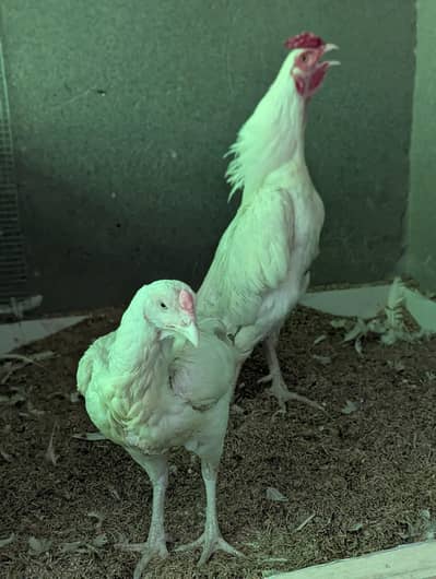 Aseel Heera | White Paper aseel | breeder pair | Aseel murgha | Hen
