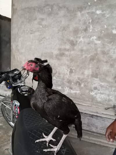 Healthy [Breed] Pullets for Sale - Just Starting to Lay!