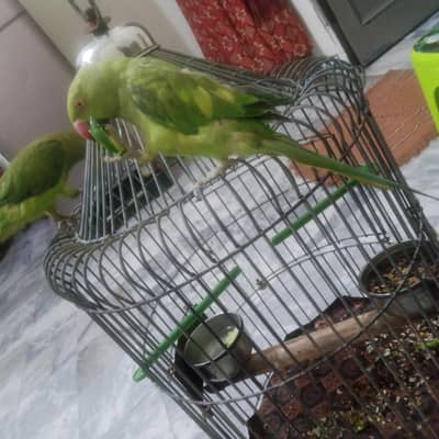 parrots for sale mithi talking