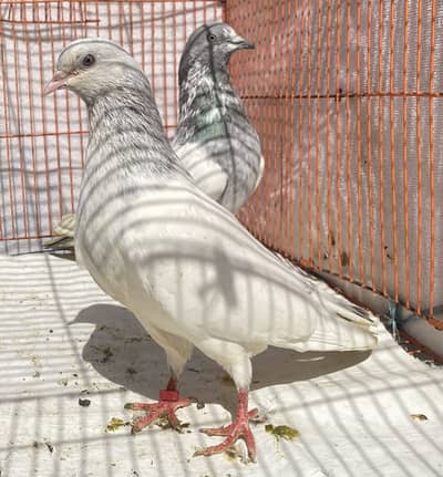 Saletta  bredr pair
