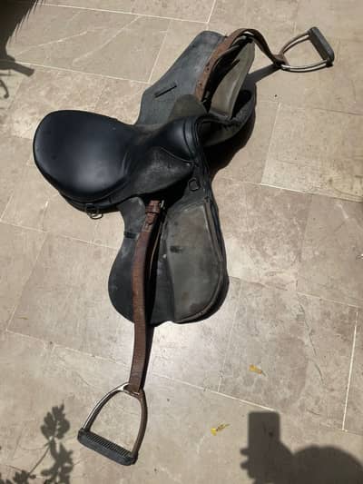 Saddle horse