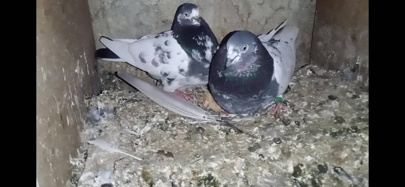 پرانے ٹیڈی کمگر کبوتر ھیں پیورٹی میں 1