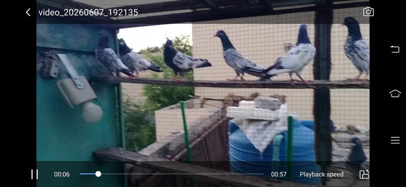 پرانے ٹیڈی کمگر کبوتر ھیں پیورٹی میں 2
