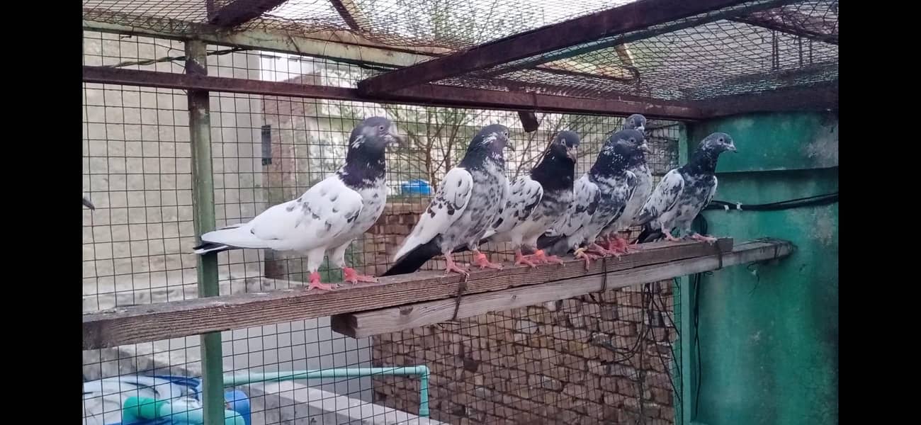 پرانے ٹیڈی کمگر کبوتر ھیں پیورٹی میں 3