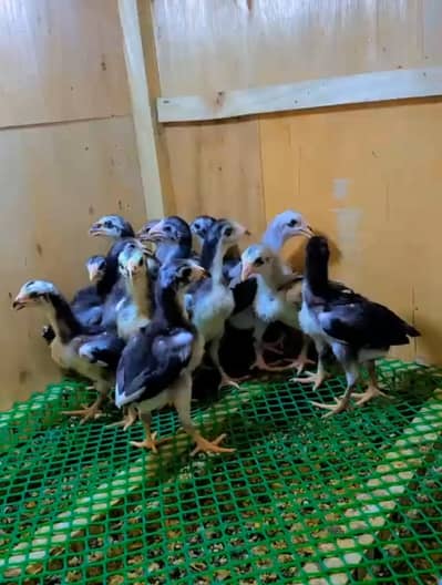 thai Aseel chicks