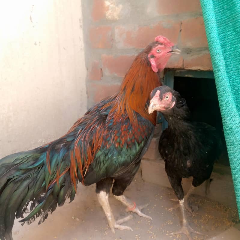 breader pair 1
