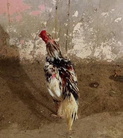 Aseel Cheena Murga For sale Whatsapp Contact 0328-4527540