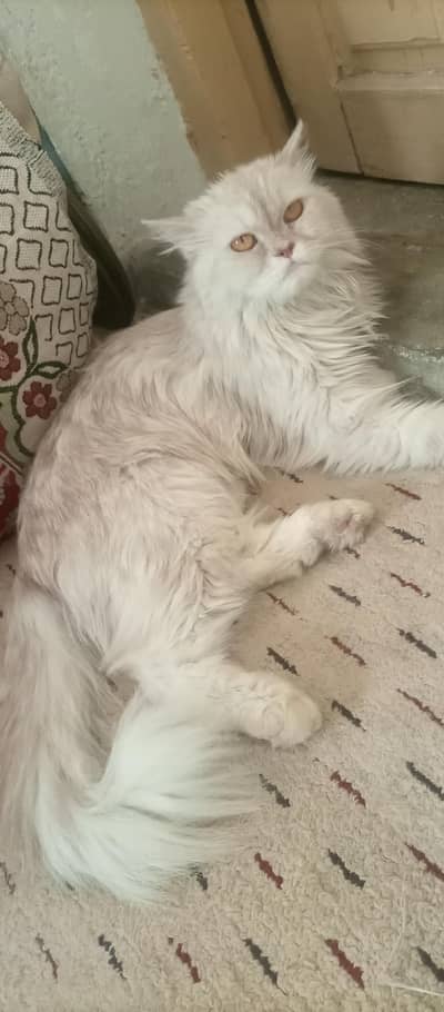 Female cat