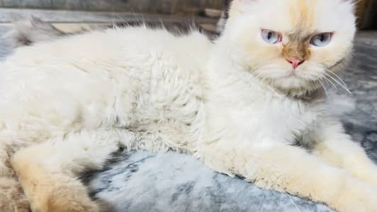 Punch Face Kitten white with blue eyes 