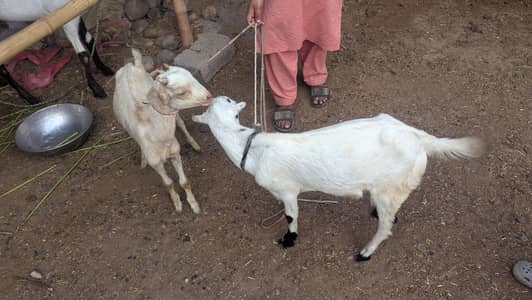 karna chahta hun do bakre Teddy nasl ke tel karna chahta hun
