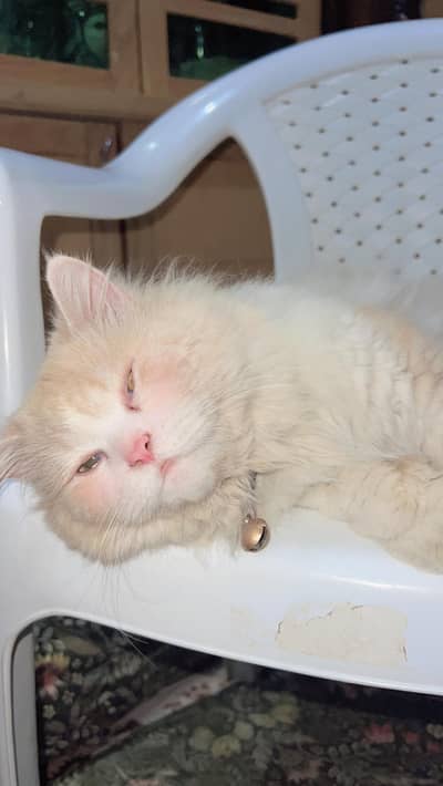 Persian Cat Male Doll Face