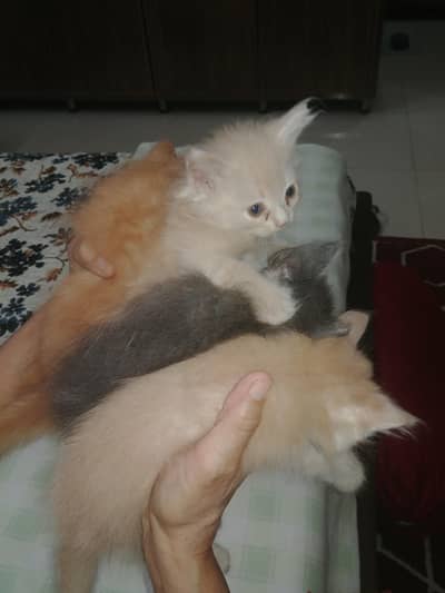 Persian kittens double coated