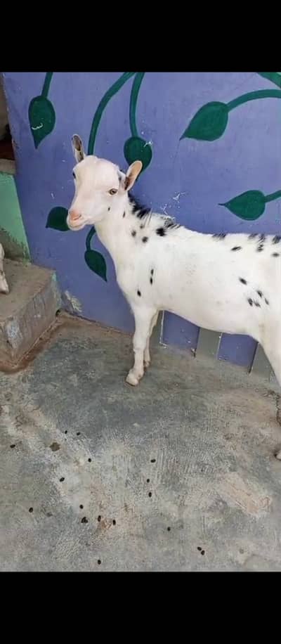 bakra for sale | goat | tedi bakra | pink nose bakra