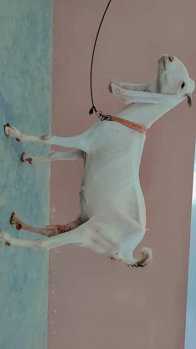 Gulabi Bakri Or Bacha