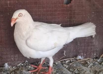 White Danish Female and 0 kali Danish female for sale