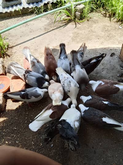 pigeons