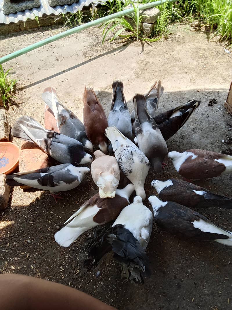 pigeons 0