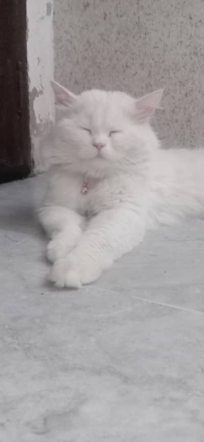 cats other