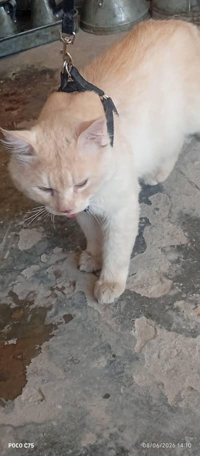 Cat for sale