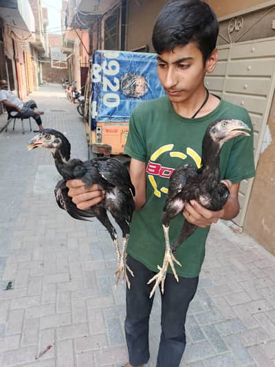 2 Adeel murgi